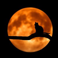 silhuett av katt foran månen